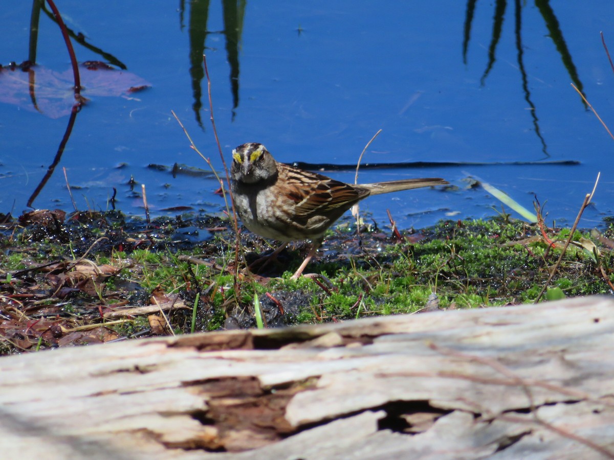 White-throated Sparrow - ML153792301