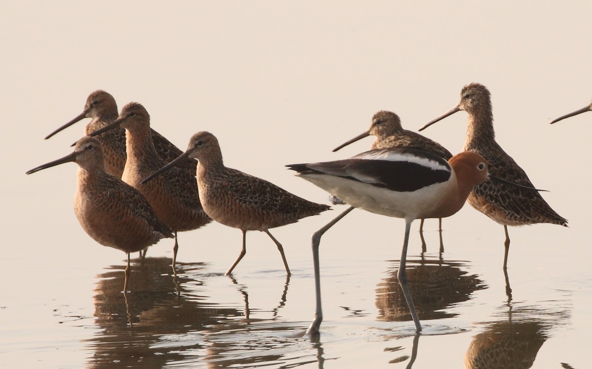Long-billed Dowitcher - ML153792321