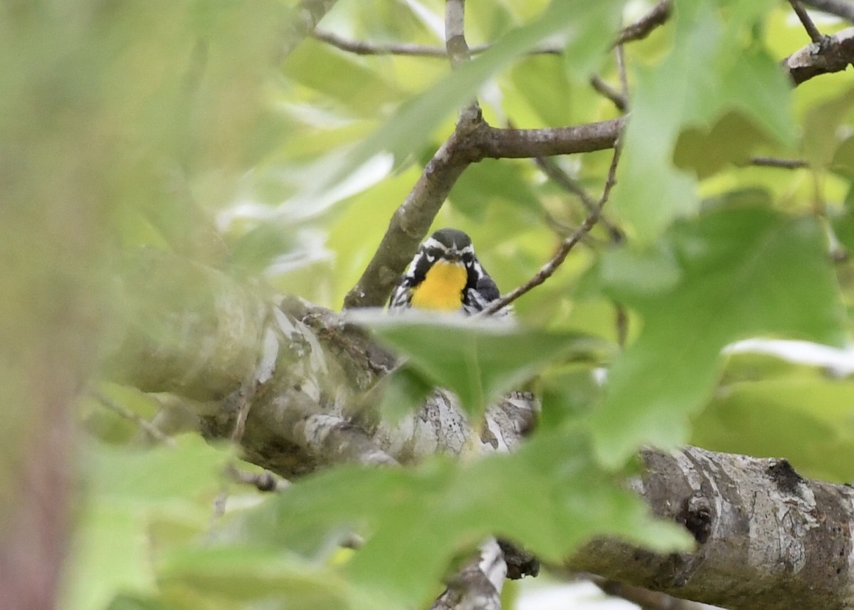 Yellow-throated Warbler - ML153792701