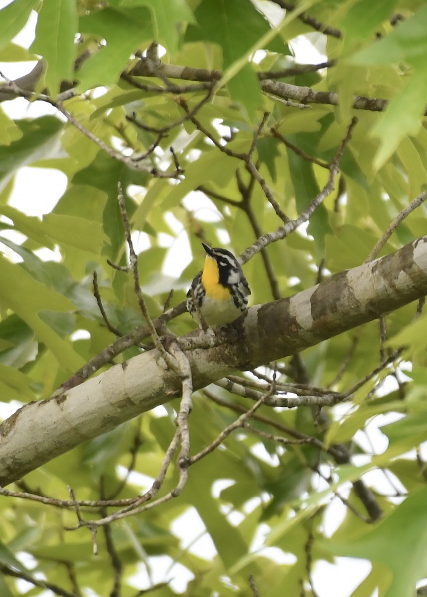 Yellow-throated Warbler - ML153792711