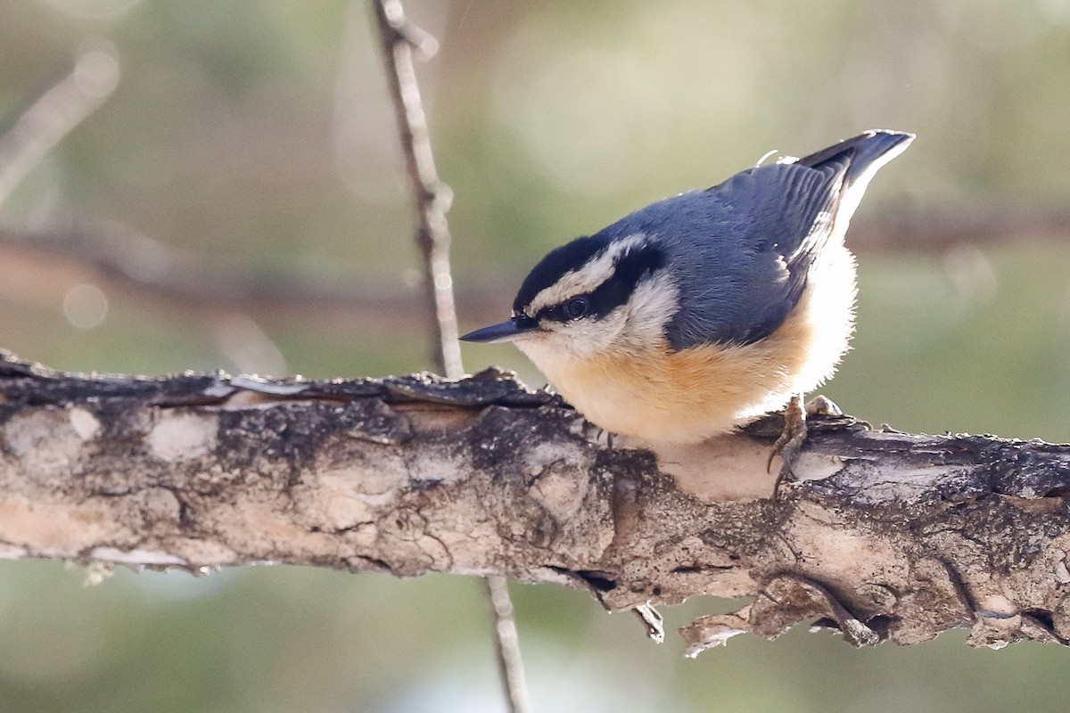 Red-breasted Nuthatch - ML153793101
