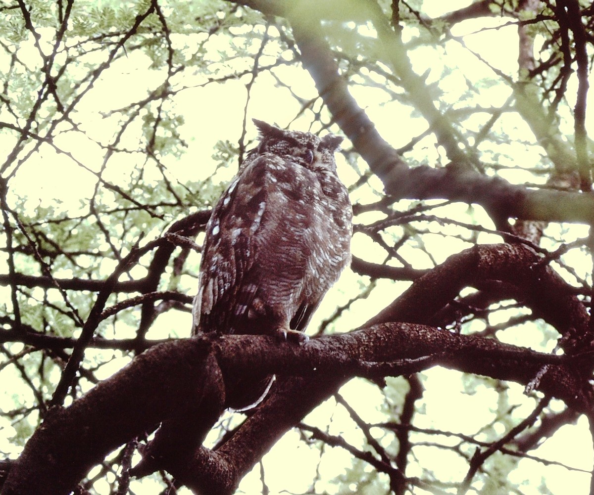 Grayish Eagle-Owl - Scott  Connop