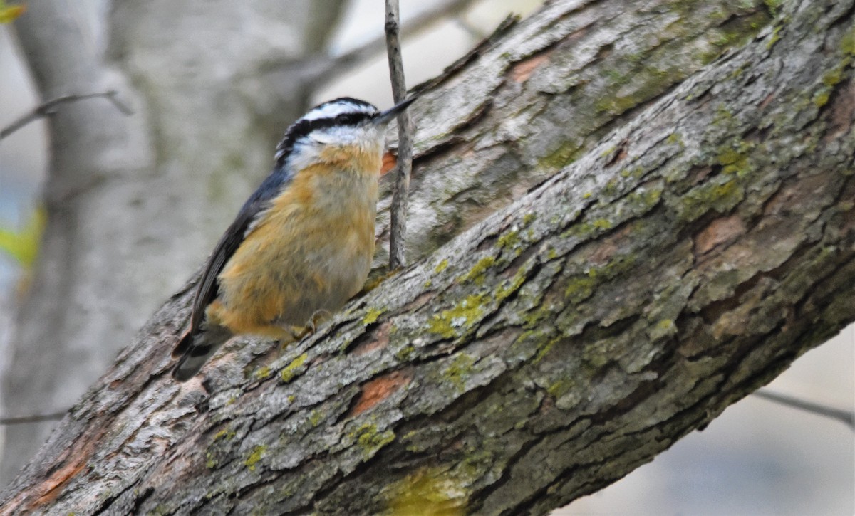 Red-breasted Nuthatch - ML153793381