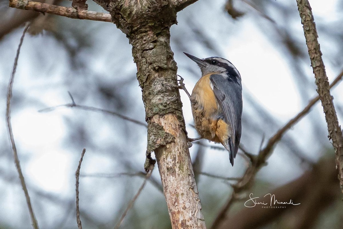 Red-breasted Nuthatch - ML153793851