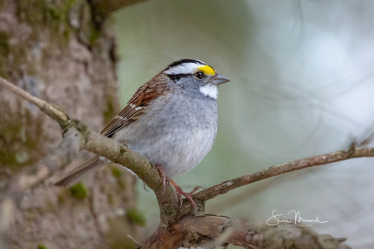 White-throated Sparrow - ML153794031