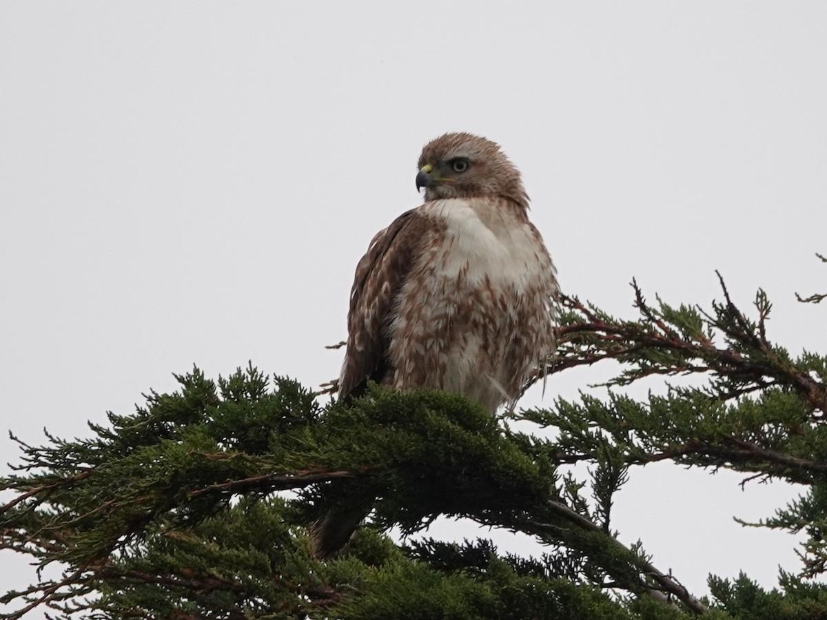Red-tailed Hawk - ML153794751