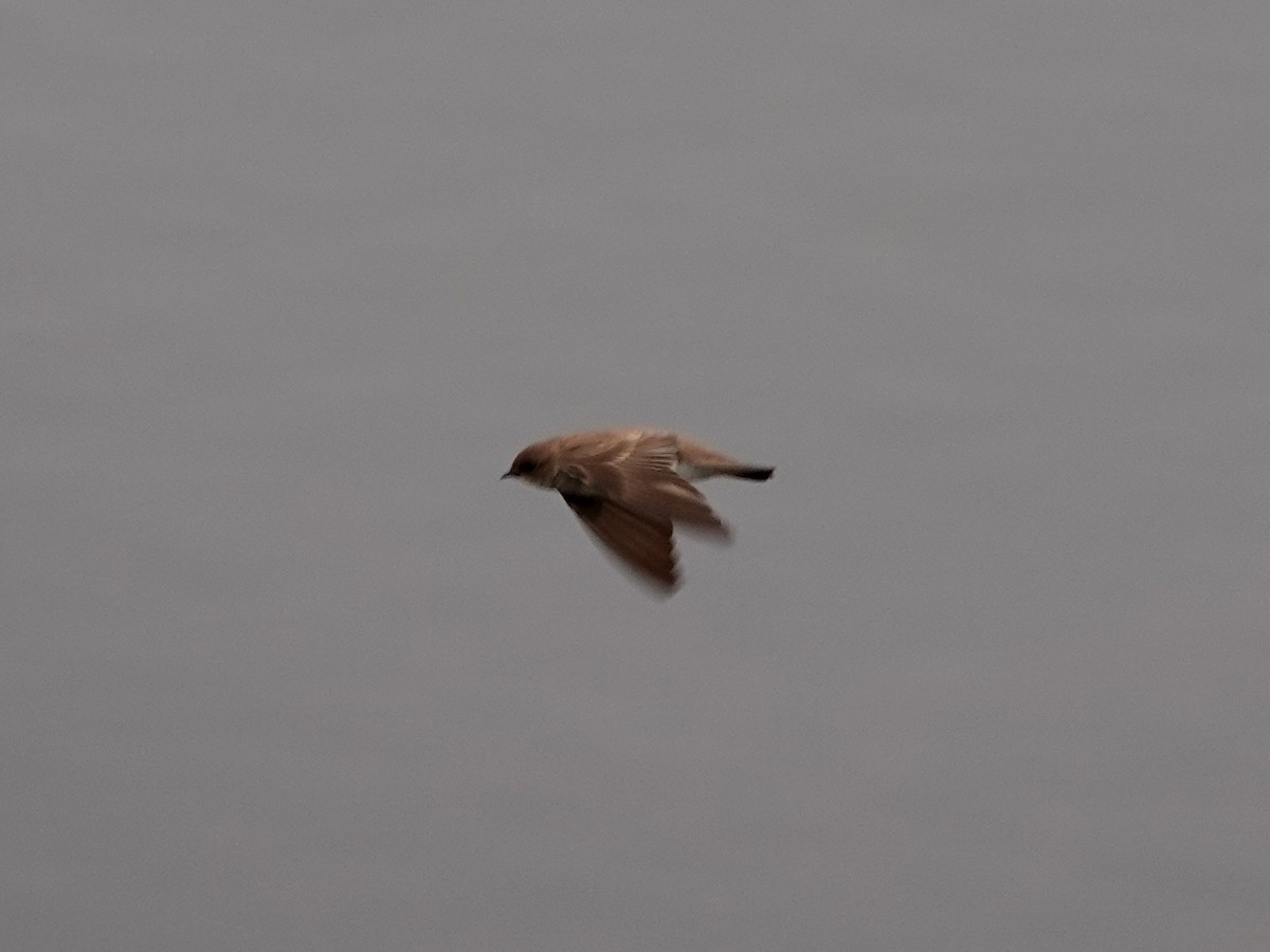 Northern Rough-winged Swallow - Norman Uyeda