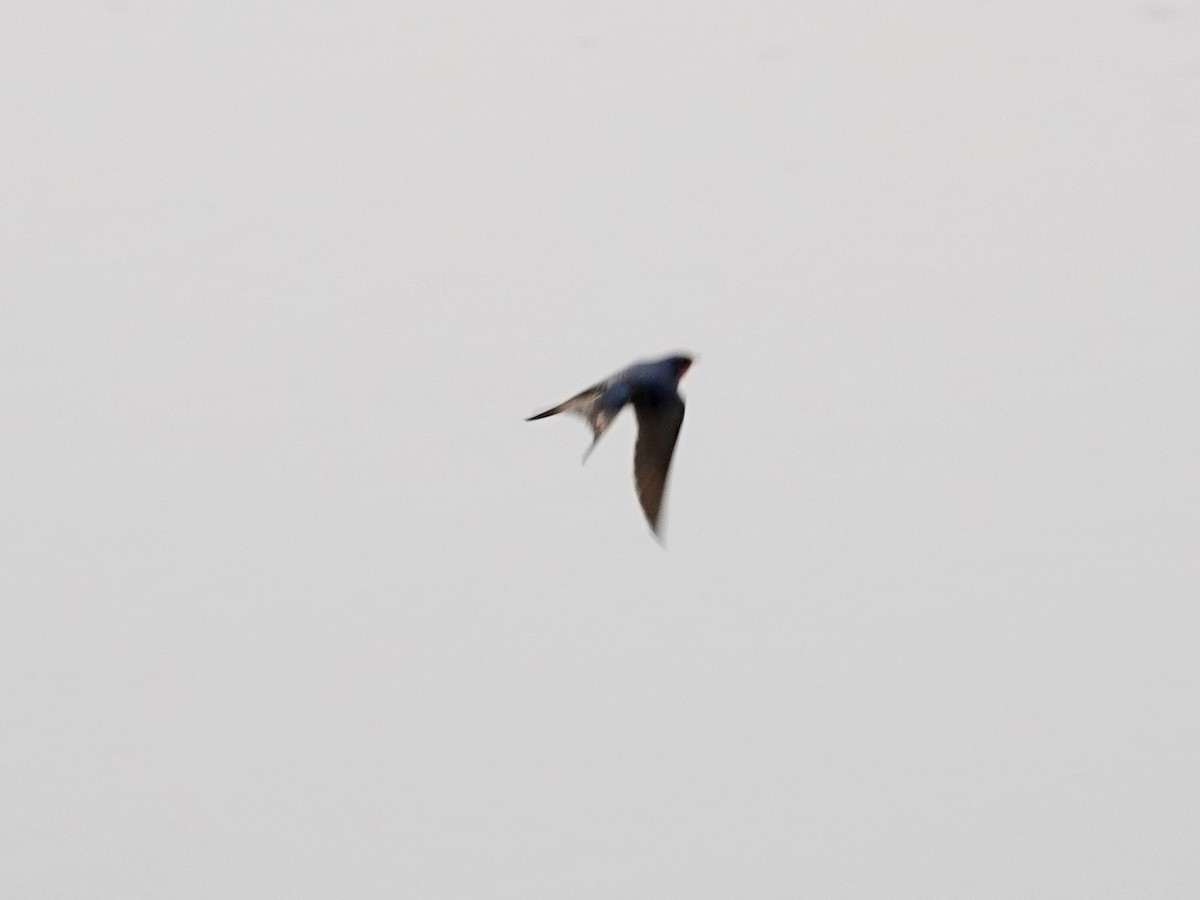 Barn Swallow - Norman Uyeda