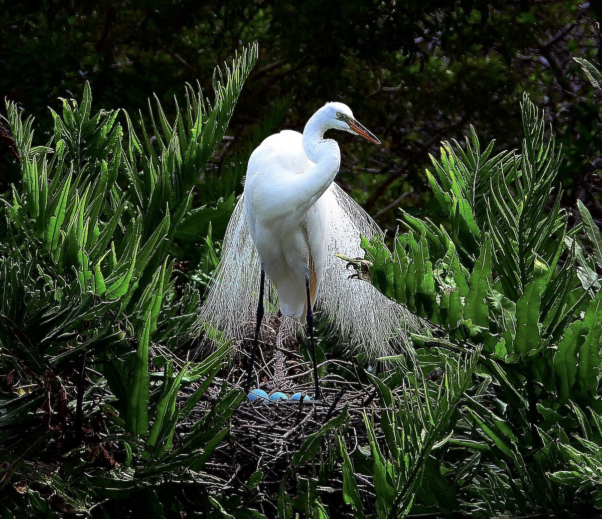 Great Egret - maria rowley