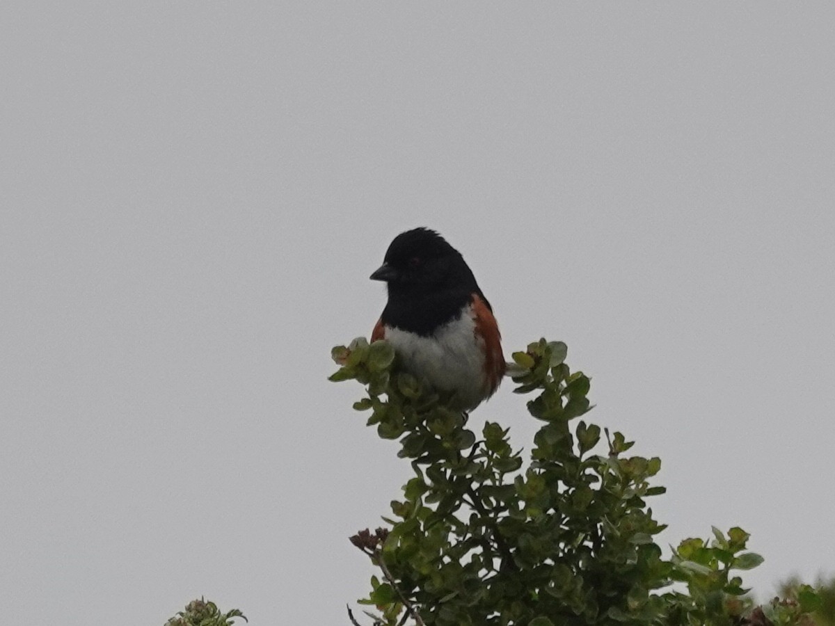 Spotted Towhee - ML153795661