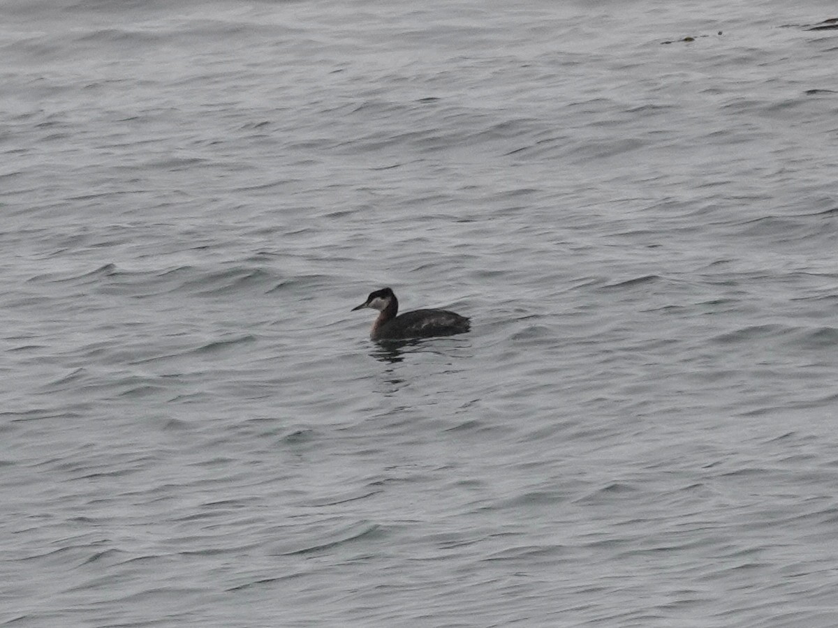 Red-necked Grebe - ML153796571
