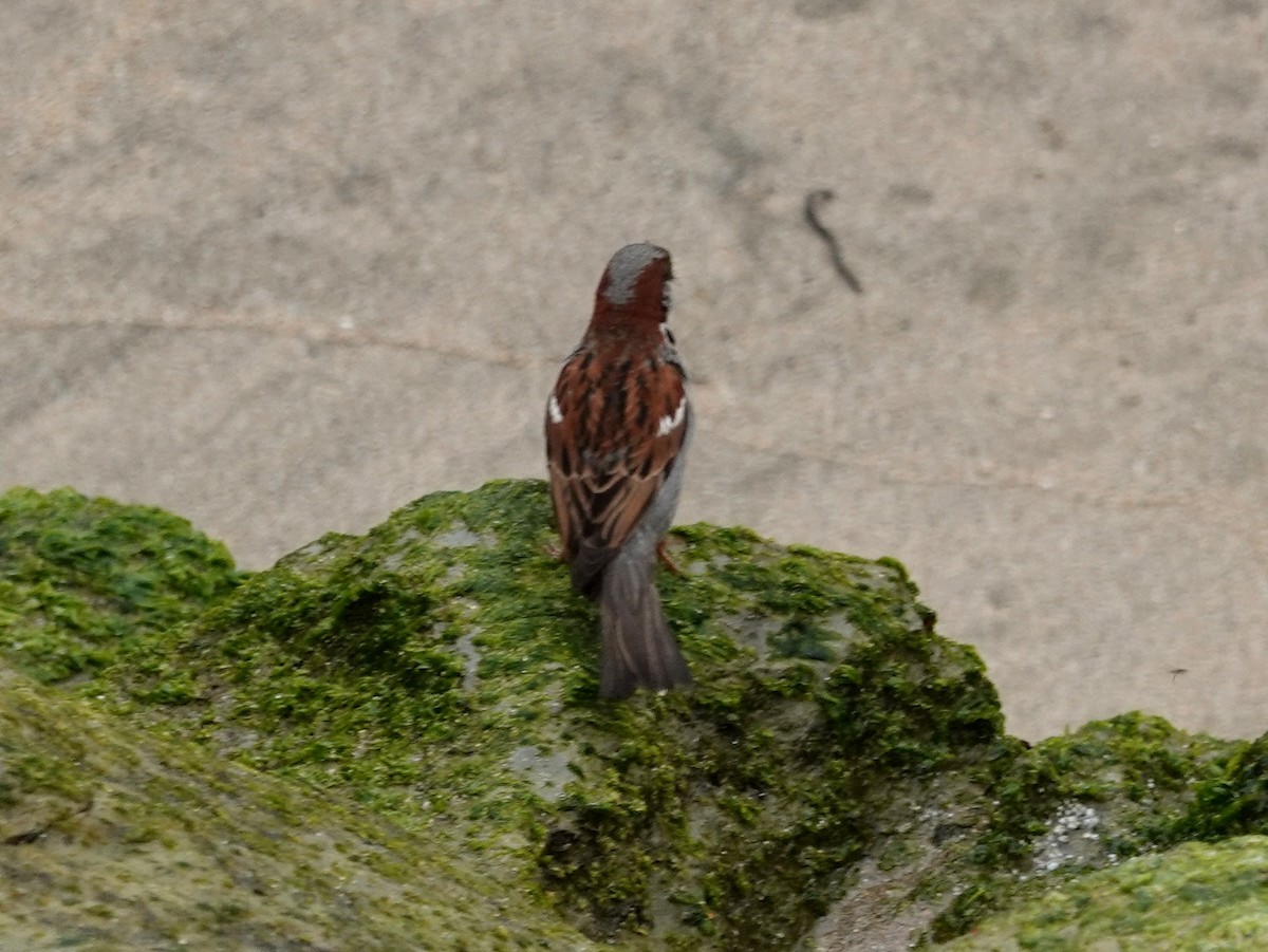 House Sparrow - Norman Uyeda