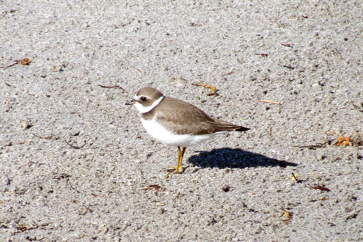 Semipalmated Plover - ML153797581
