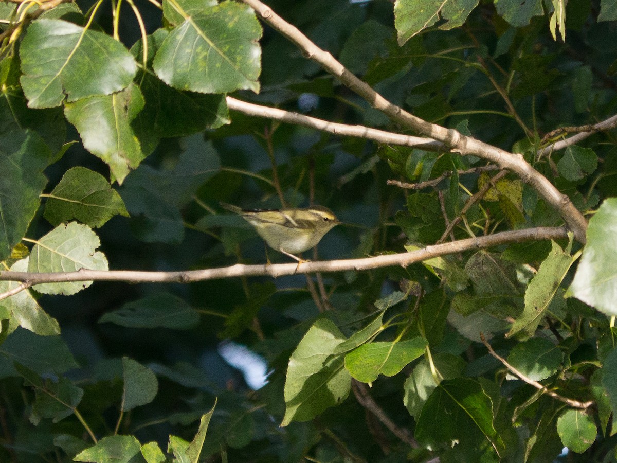 Yellow-browed Warbler - Arto Maatta