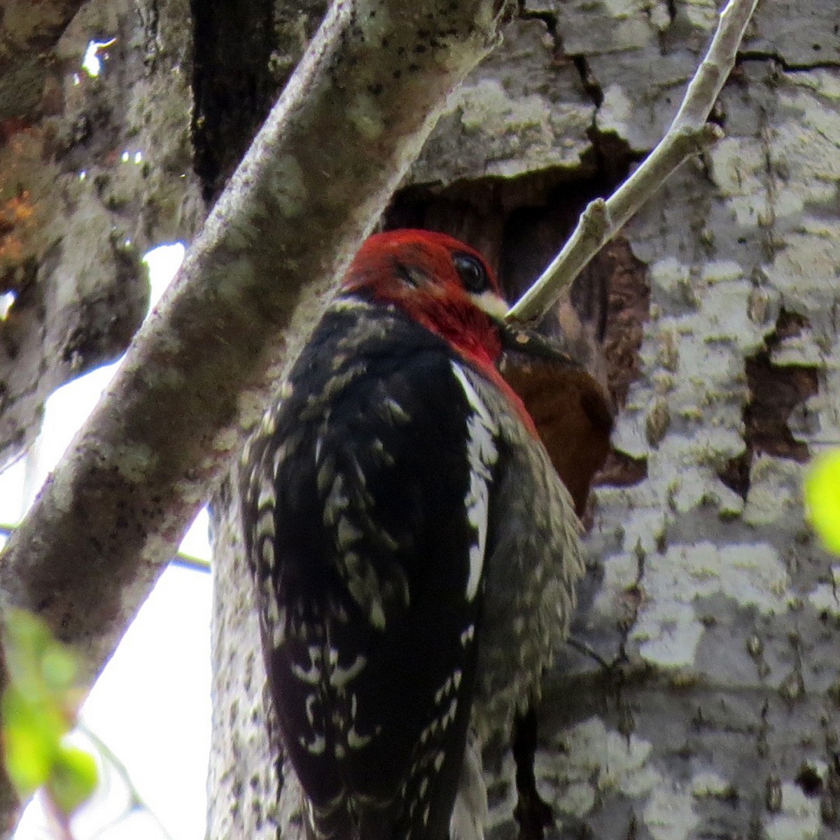 Red-breasted Sapsucker - Gretchen Rohde