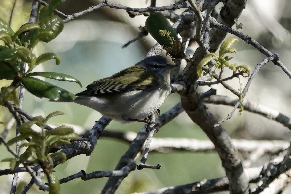 Tennessee Warbler - Sara Griffith