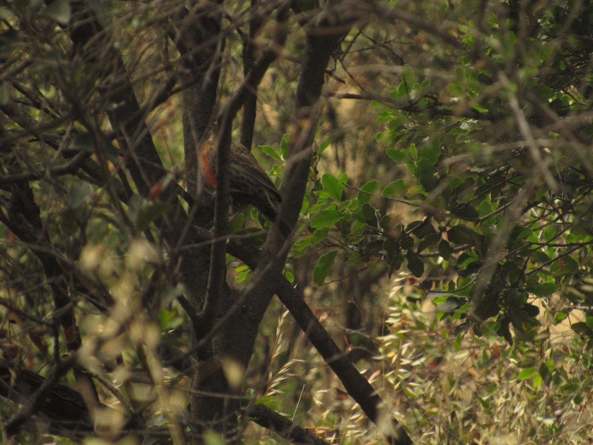 Long-tailed Meadowlark - Anderson Becerra Grajales