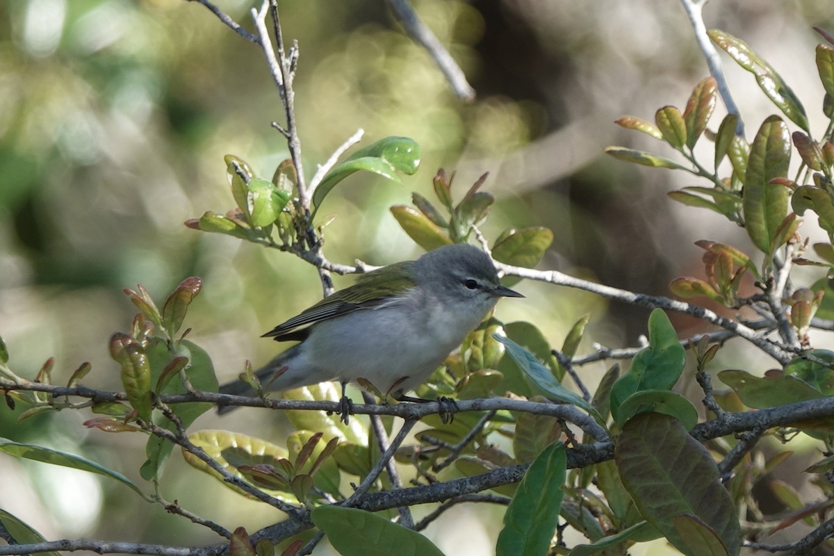 Tennessee Warbler - Sara Griffith