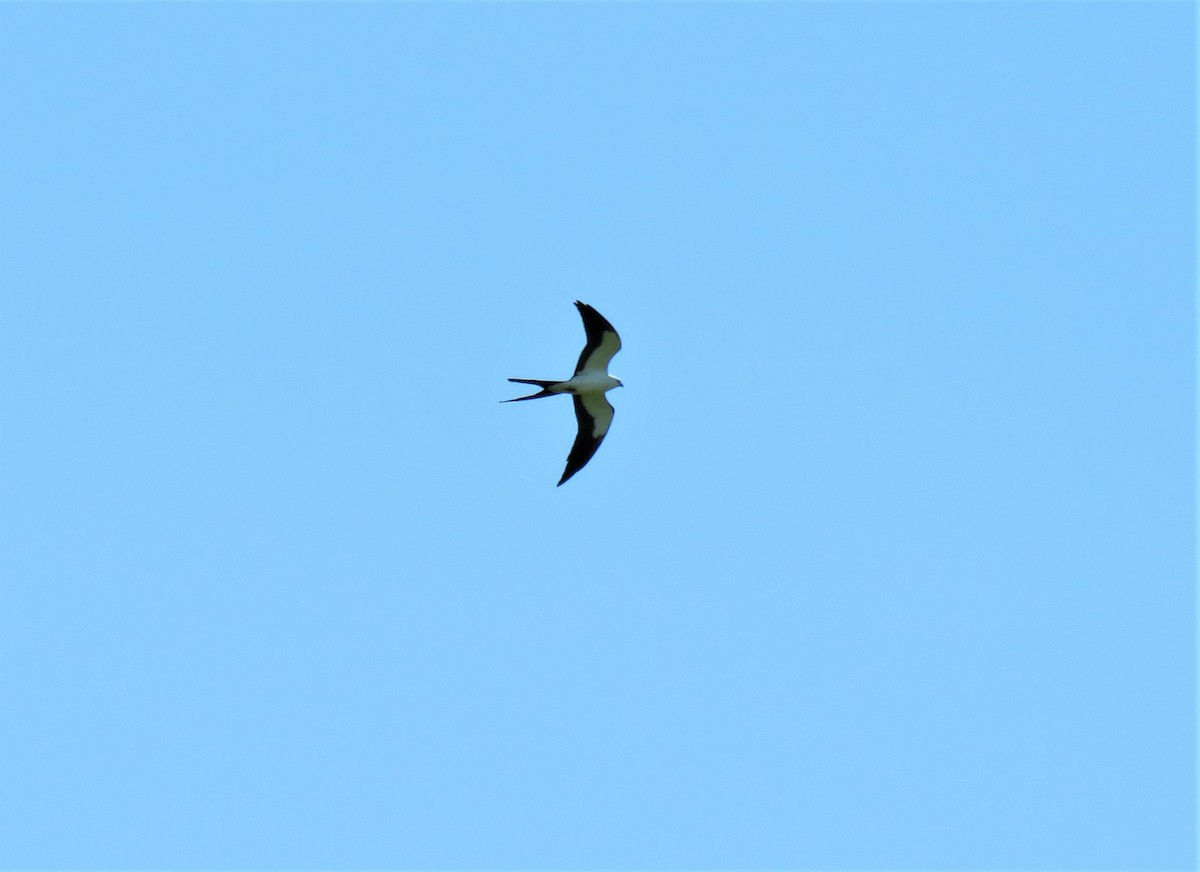 Swallow-tailed Kite - Julie Mobley