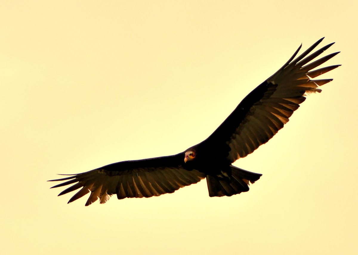 Lesser Yellow-headed Vulture - ML153800991