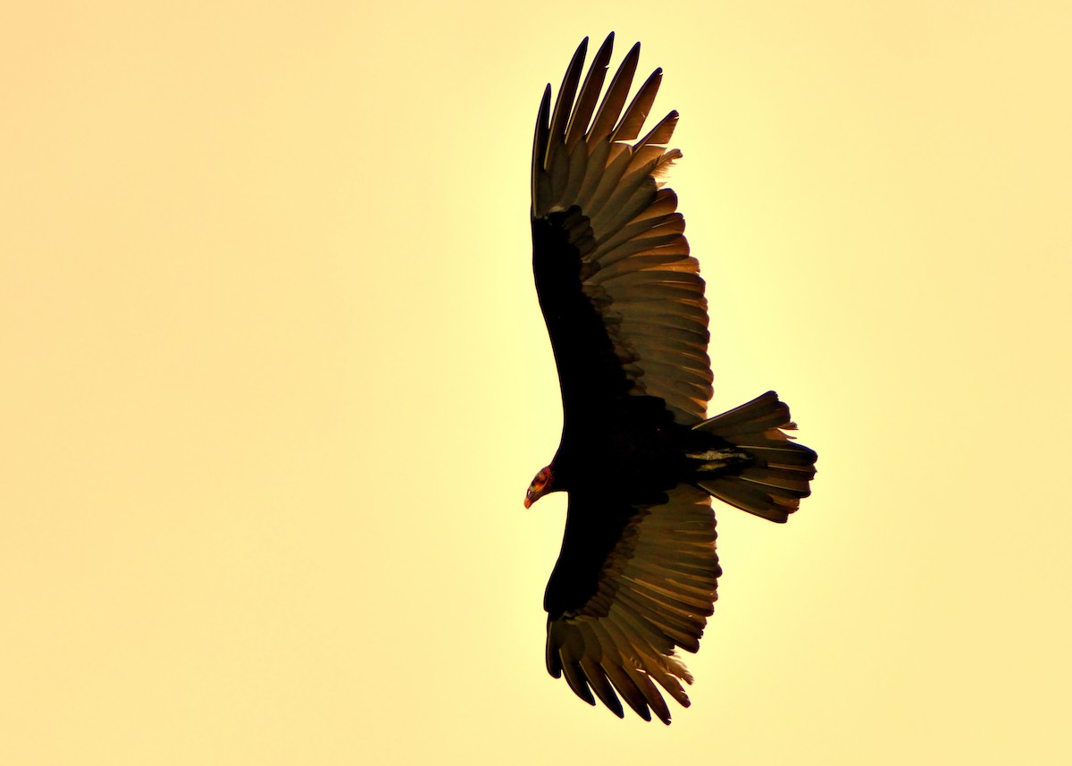 Lesser Yellow-headed Vulture - ML153801111