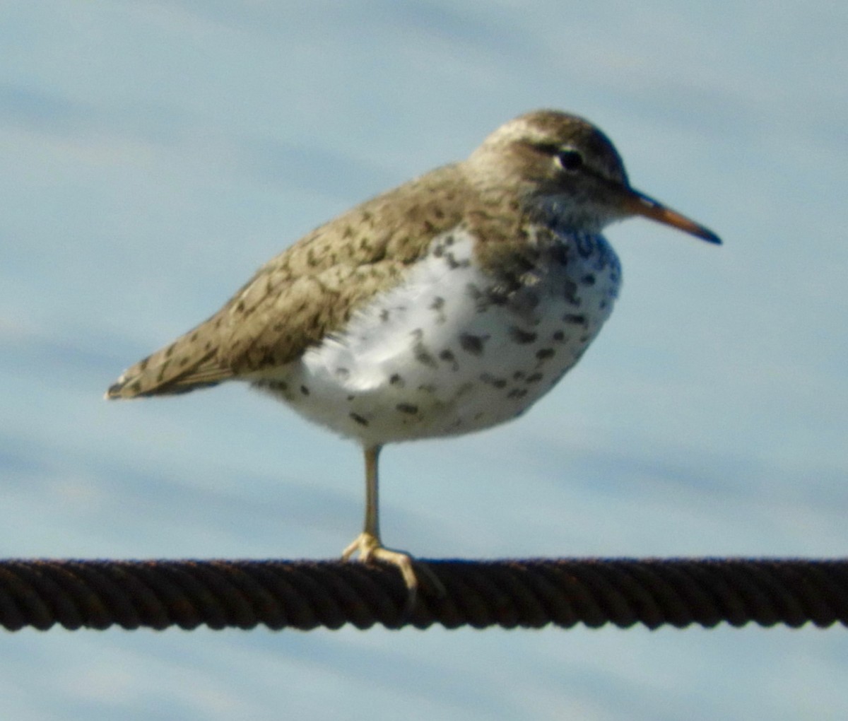 Spotted Sandpiper - William Edwards