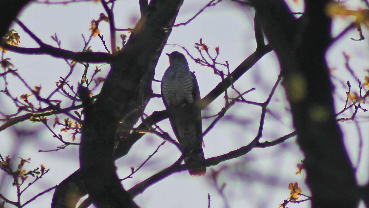 Common Cuckoo - A W