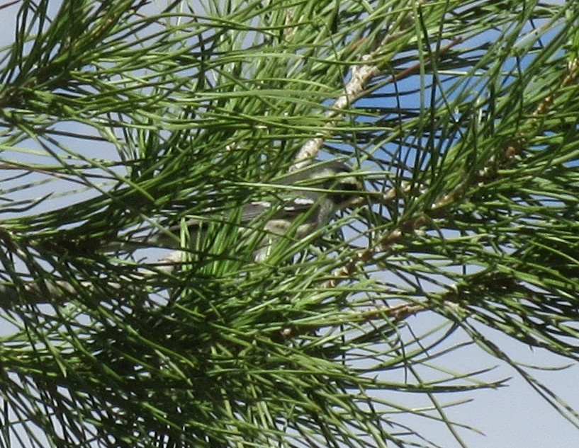 Black-throated Gray Warbler - ML153802001