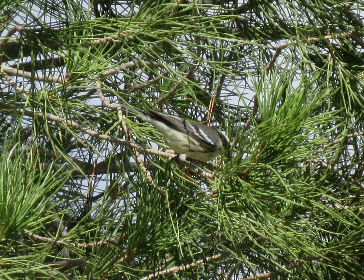 Black-throated Gray Warbler - ML153802051