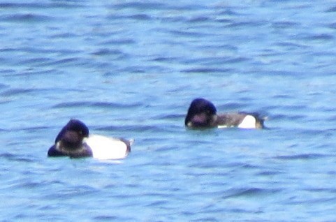 Tufted Duck - ML153802281
