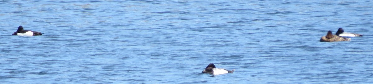 Tufted Duck - ML153802351