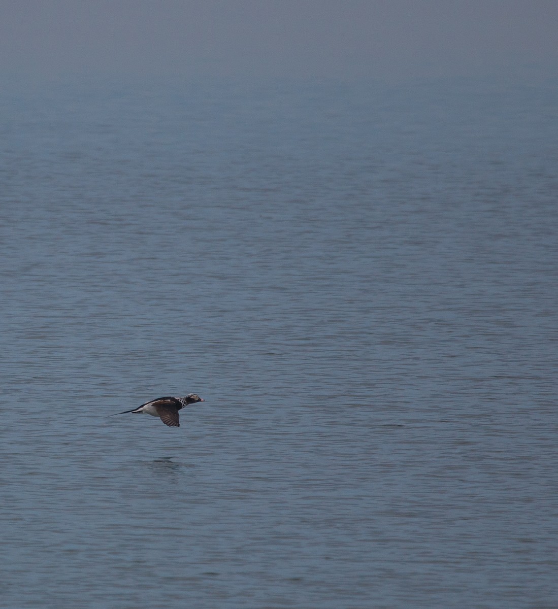 Long-tailed Duck - ML153802371