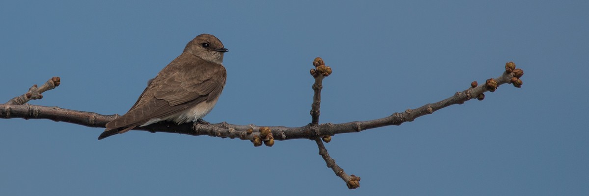 Northern Rough-winged Swallow - Joel Strong
