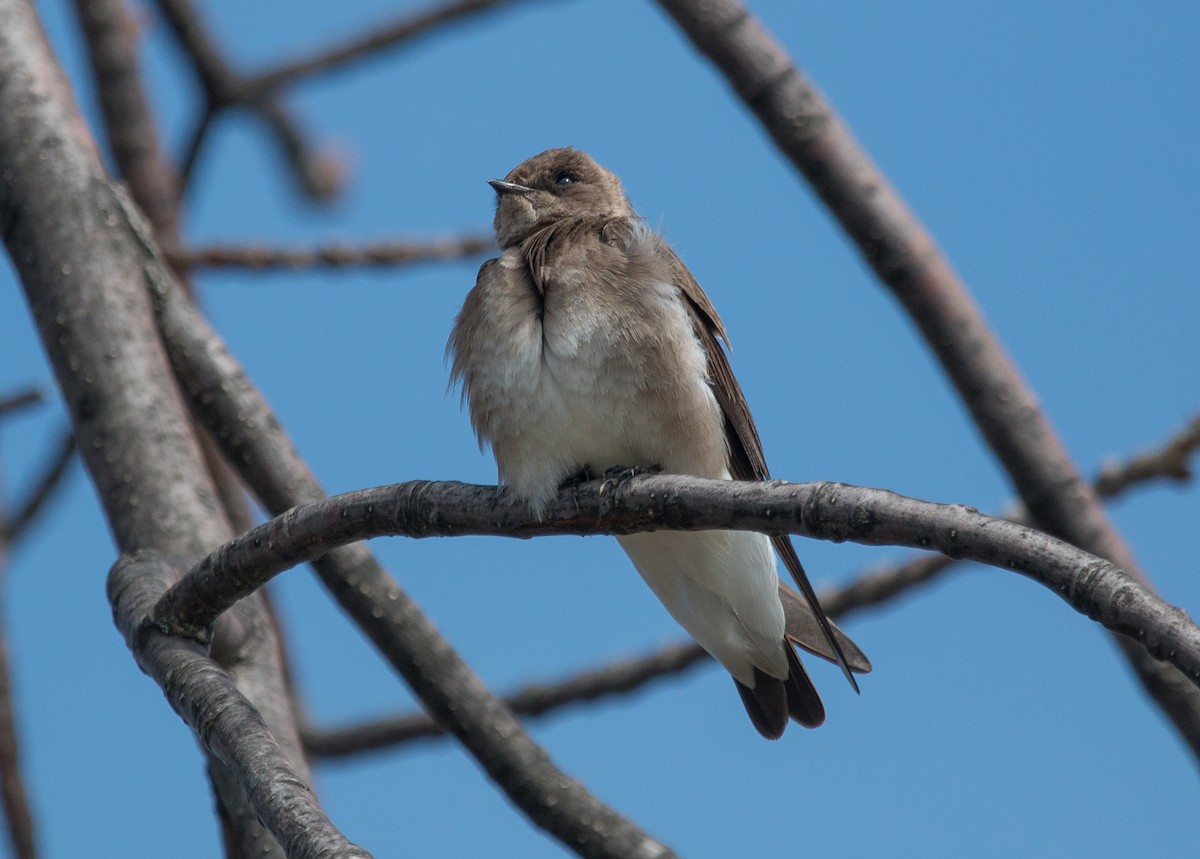 Northern Rough-winged Swallow - ML153802581