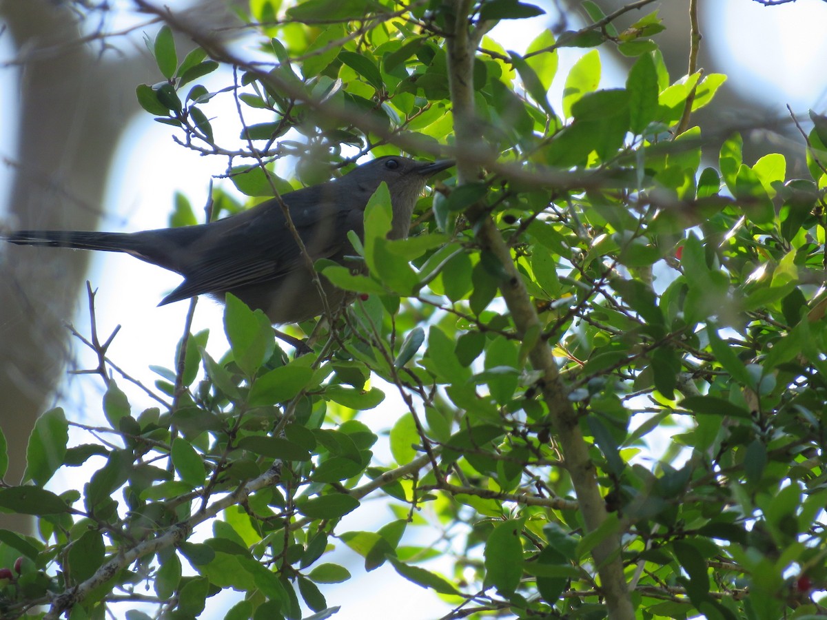 Gray Catbird - nicole-marie  pettinelli