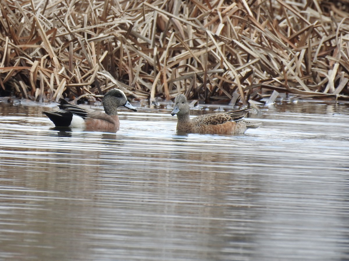 American Wigeon - Annick Béland