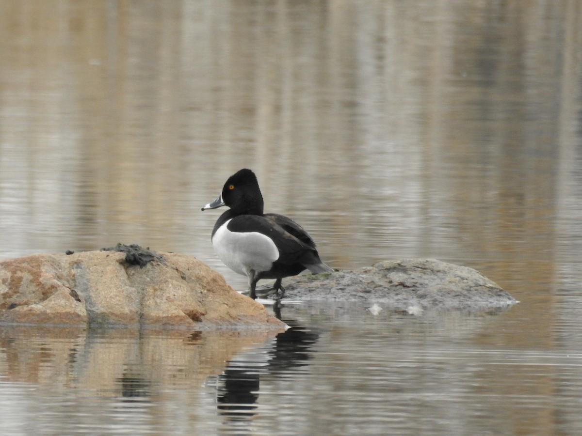 Ring-necked Duck - Annick Béland
