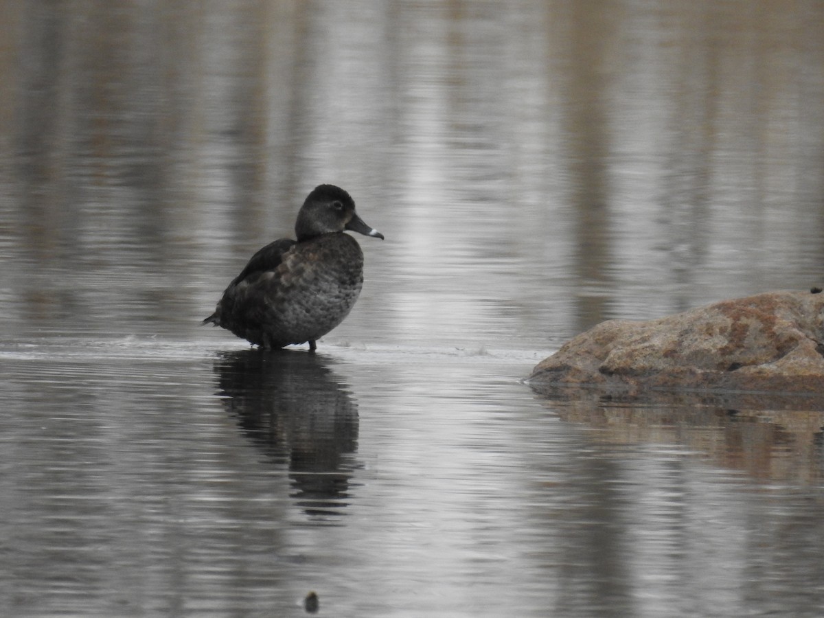 Ring-necked Duck - Annick Béland