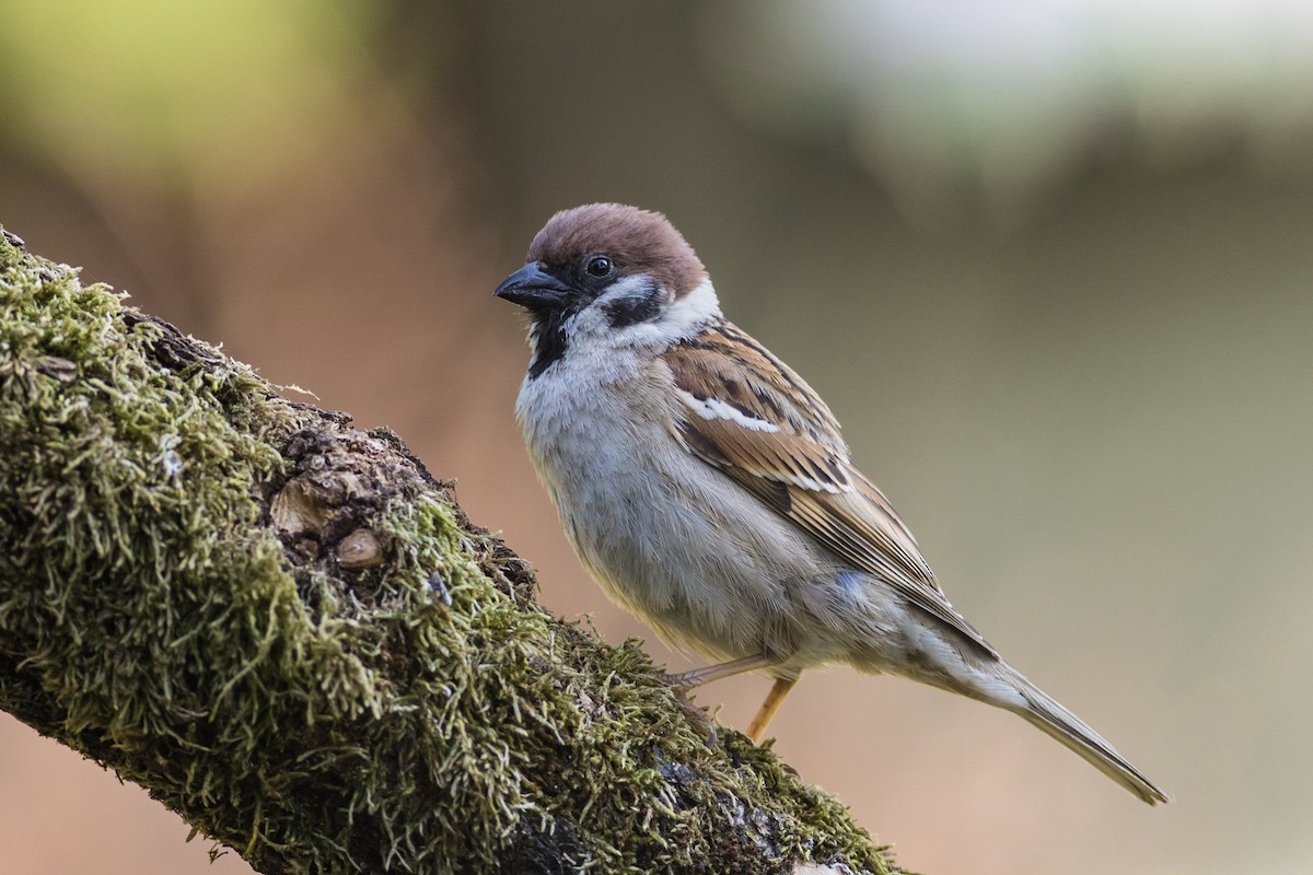 Eurasian Tree Sparrow - ML153804081