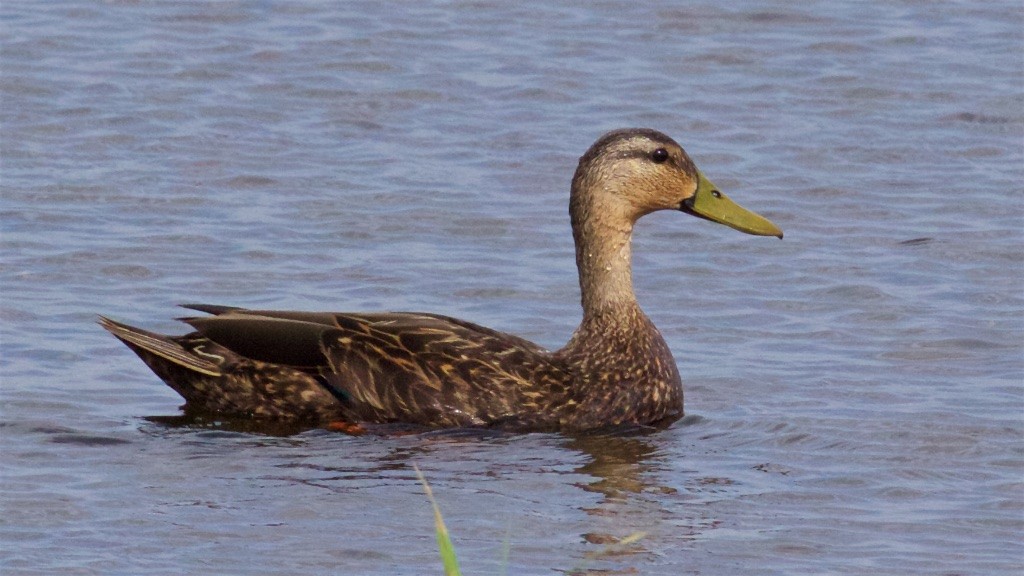 Mottled Duck - ML153804381