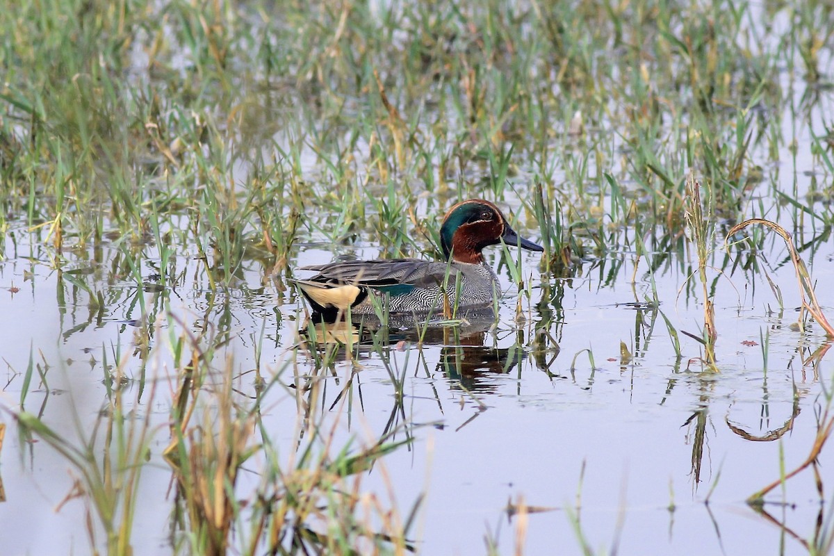 Green-winged Teal - ML153804581