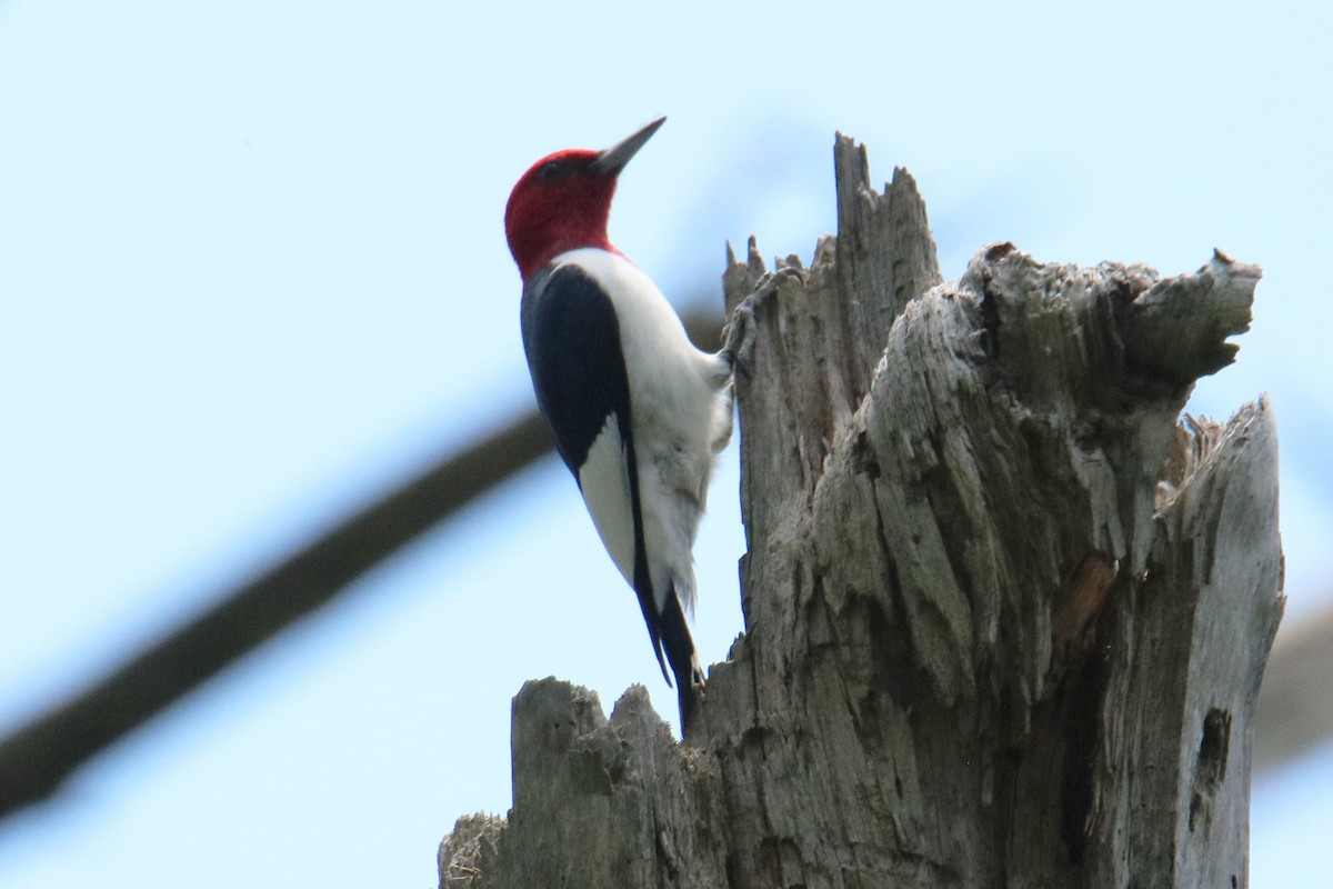 Red-headed Woodpecker - Steve Myers