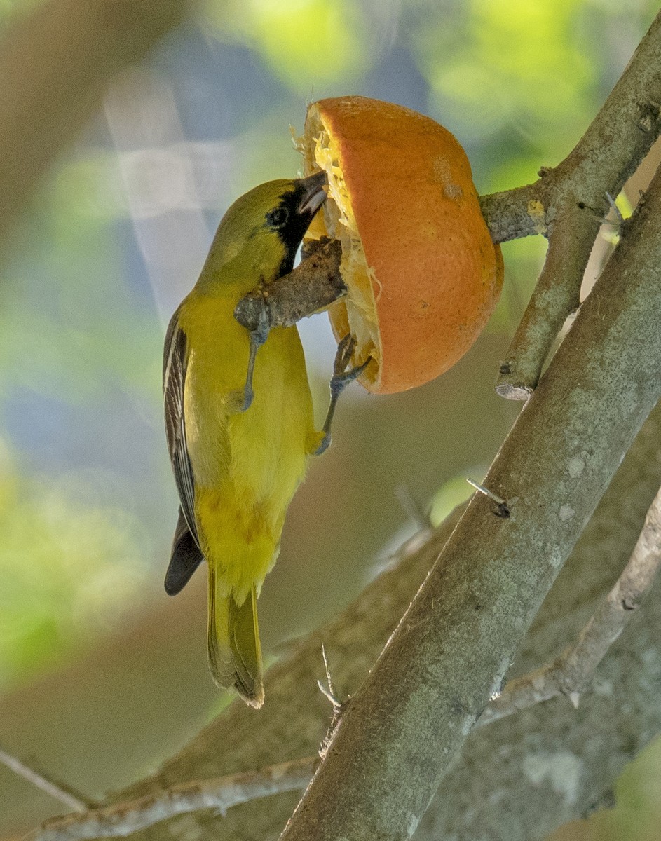Orchard Oriole - Scott Young