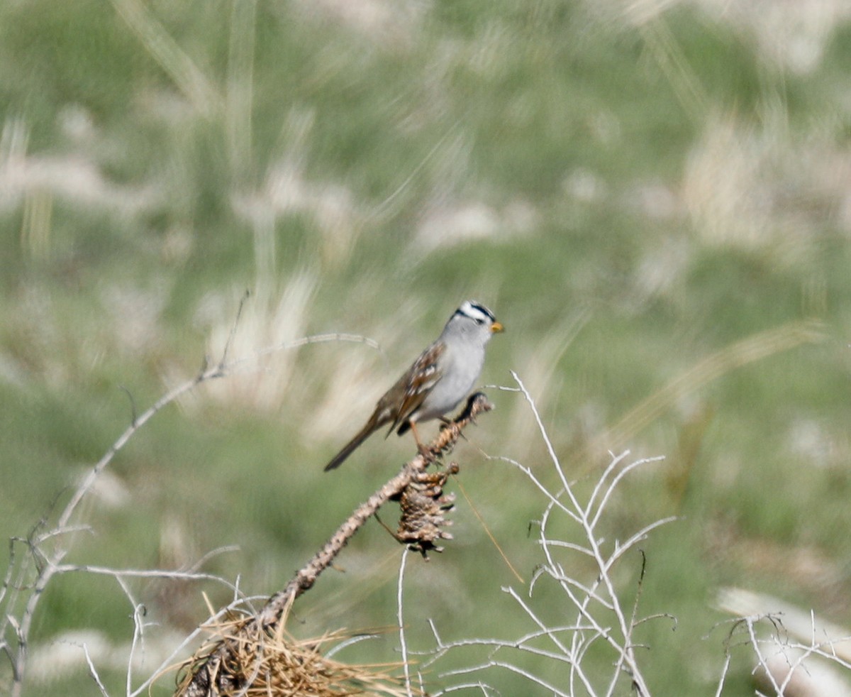 White-crowned Sparrow - Susan Mac