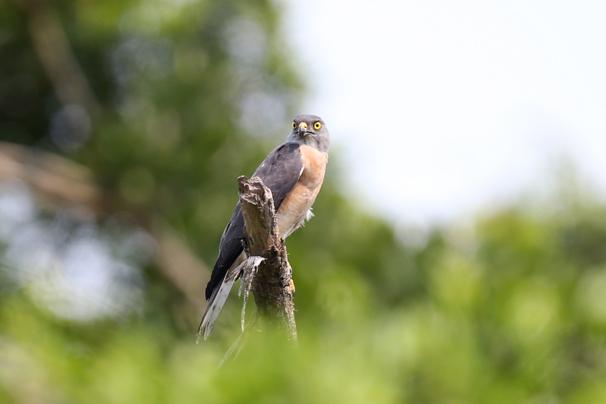 Chinese Sparrowhawk - ML153807041
