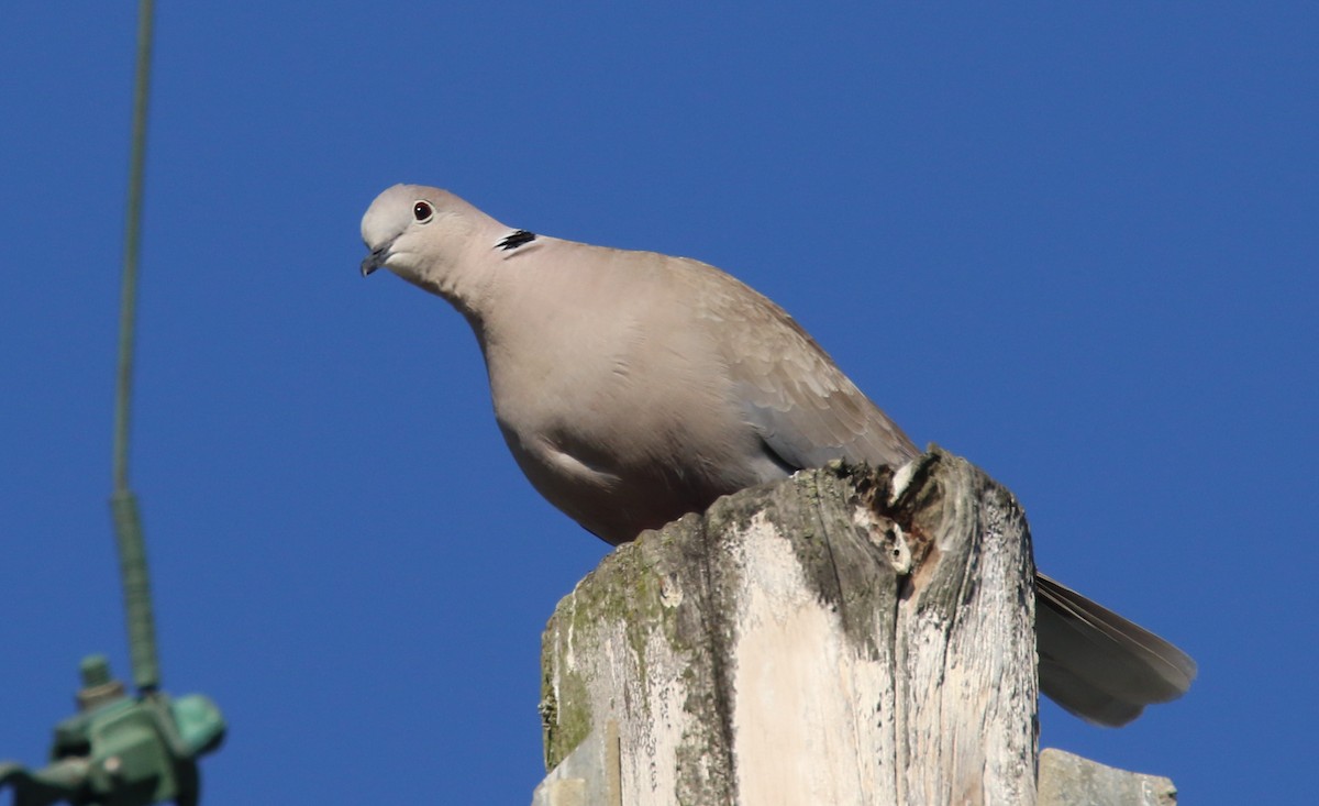 Eurasian Collared-Dove - Hendrik Swanepoel