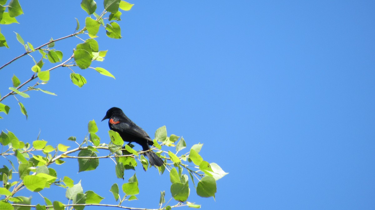 Red-winged Blackbird - Nancy Salem