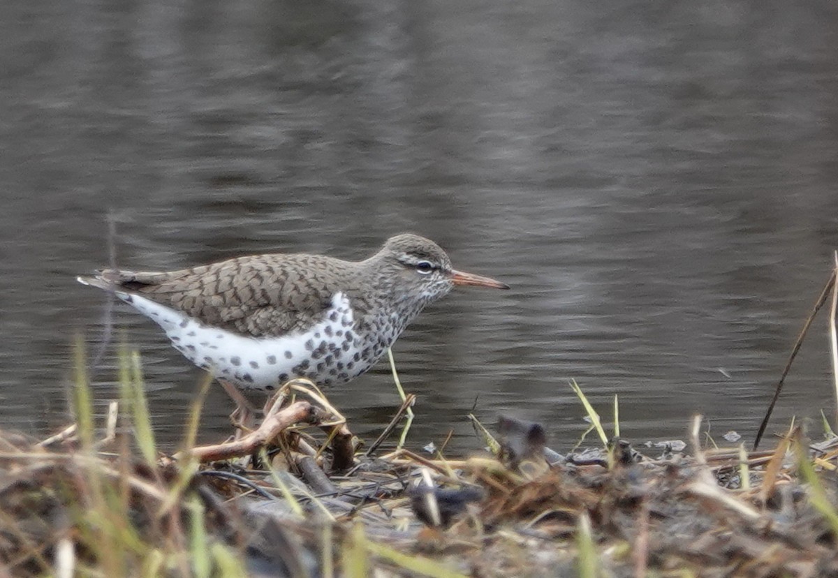 Spotted Sandpiper - Peter Blancher