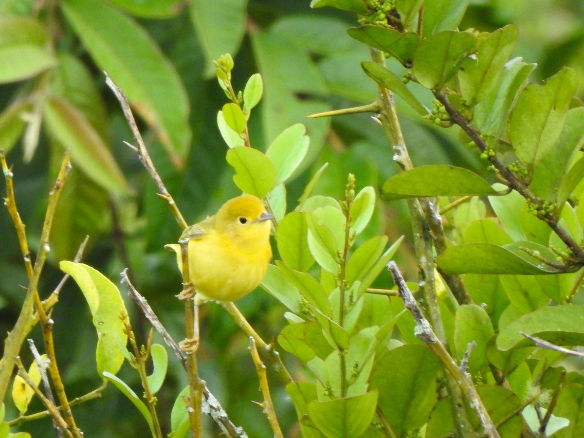 Yellow Warbler - Fabricio Peñaranda