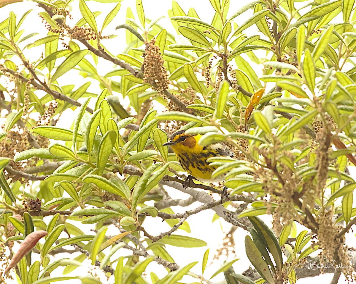 Cape May Warbler - ML153808601